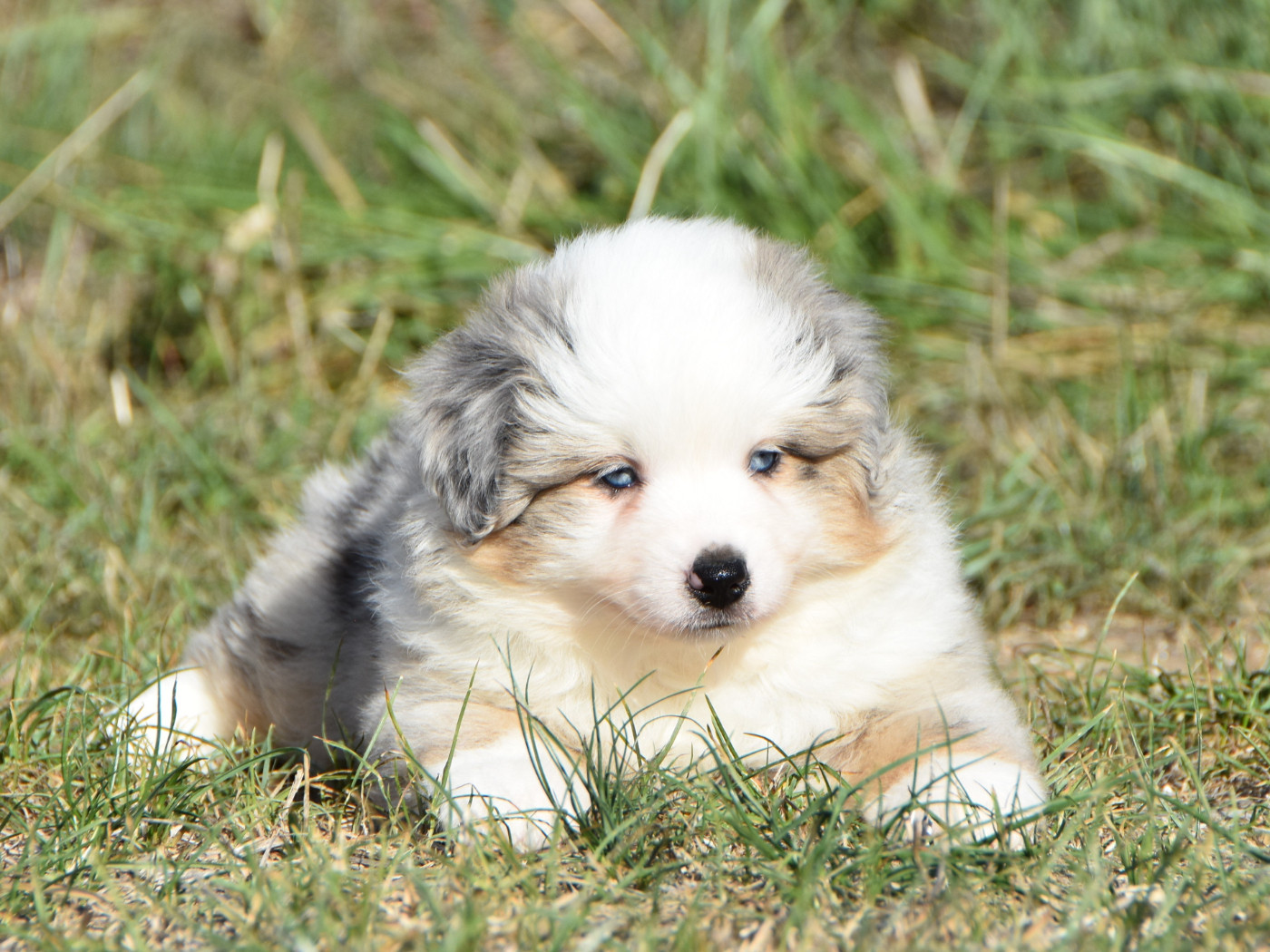 De La Folle Emprise - Chiots disponibles - Berger Américain Miniature 