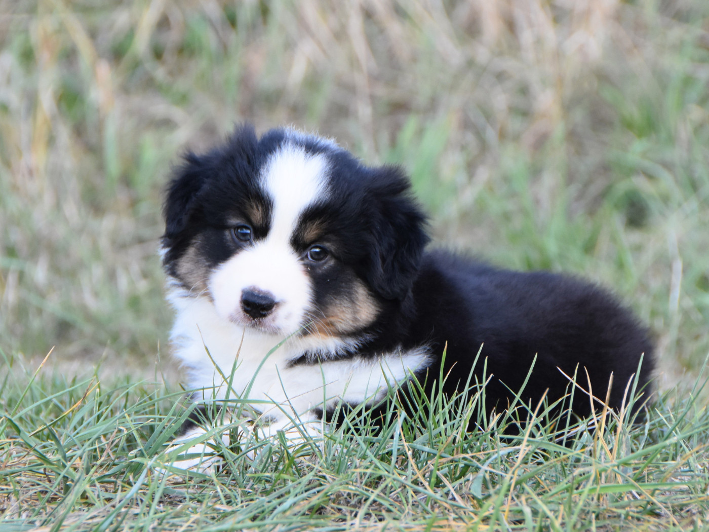 De La Folle Emprise - Chiots disponibles - Berger Américain Miniature 