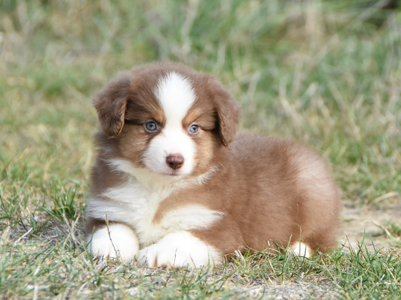 De La Folle Emprise - Chiots disponibles - Berger Américain Miniature 