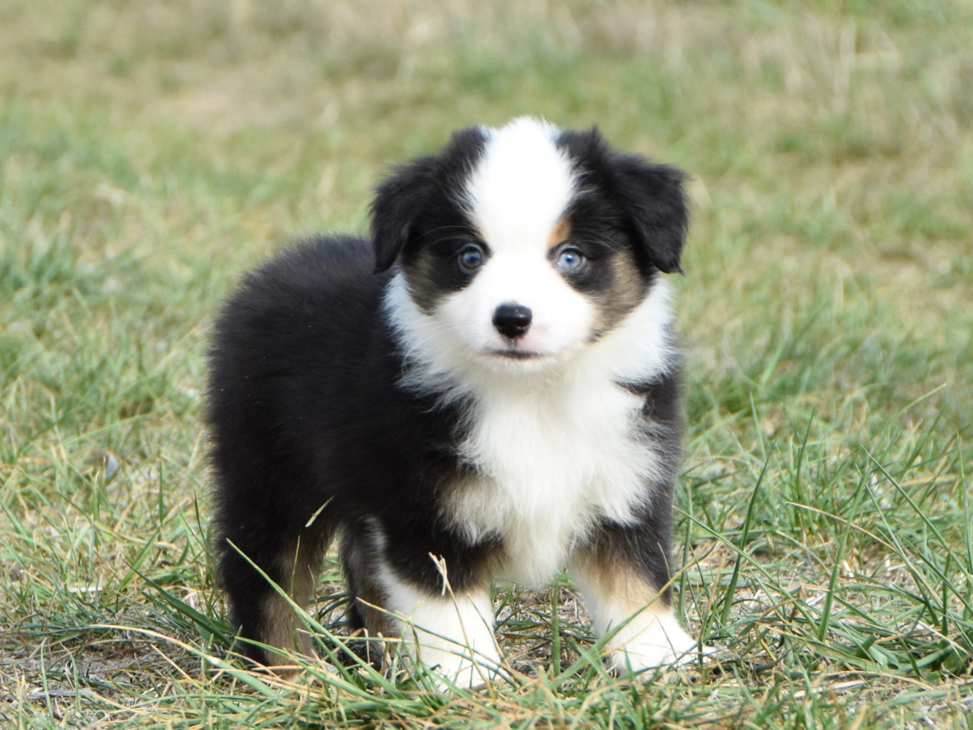 De La Folle Emprise - Chiots disponibles - Berger Américain Miniature 