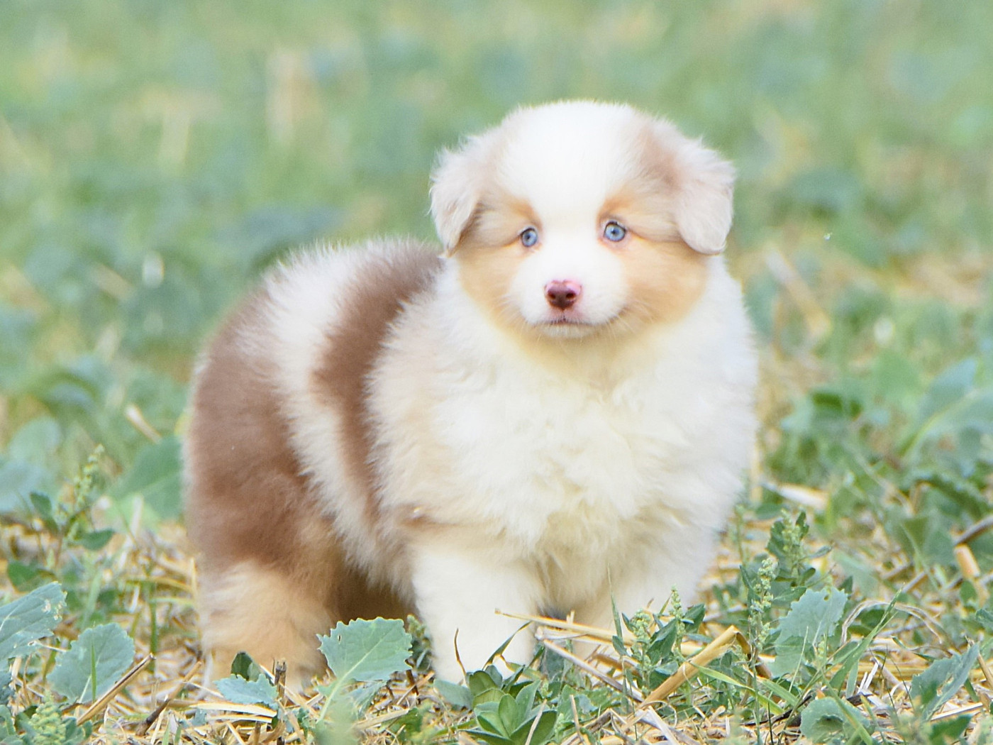 De La Folle Emprise - Chiots disponibles - Berger Américain Miniature 