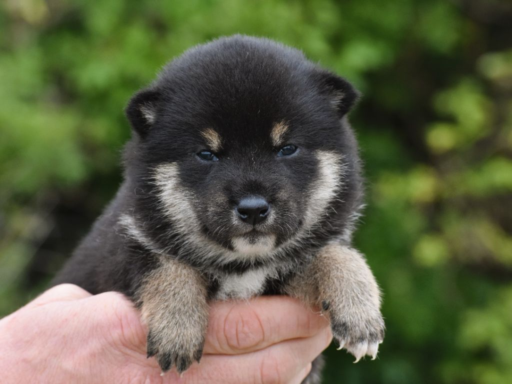 De La Folle Emprise - Chiots disponibles - Shiba