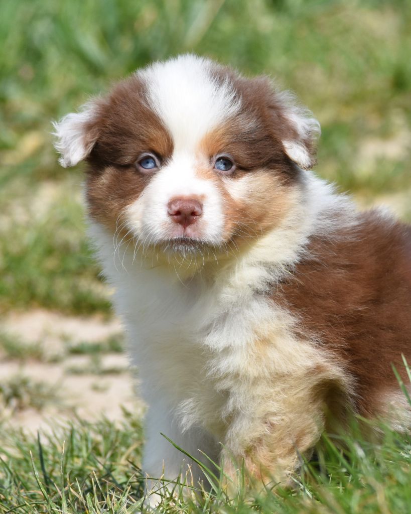 De La Folle Emprise - Chiots disponibles - Berger Américain Miniature 