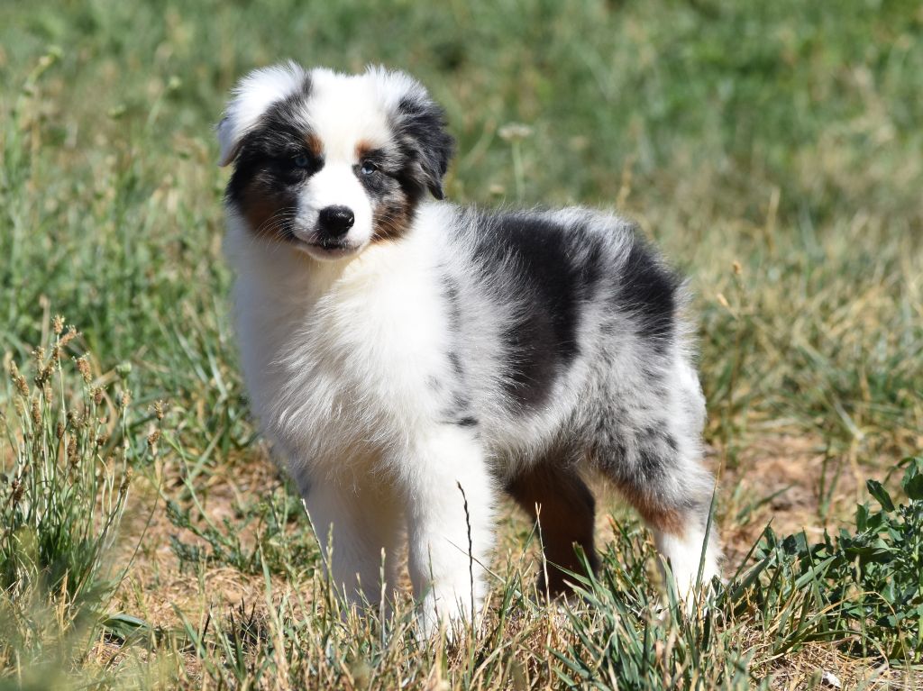 De La Folle Emprise - Chiots disponibles - Berger Australien