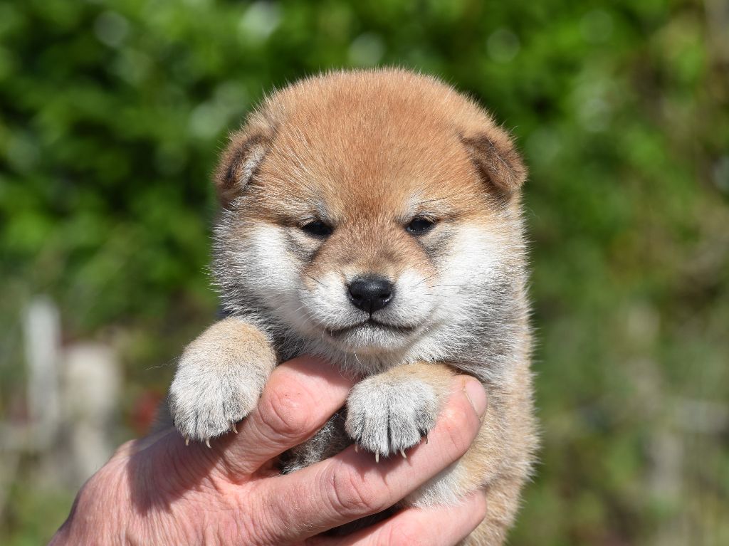 De La Folle Emprise - Chiots disponibles - Shiba
