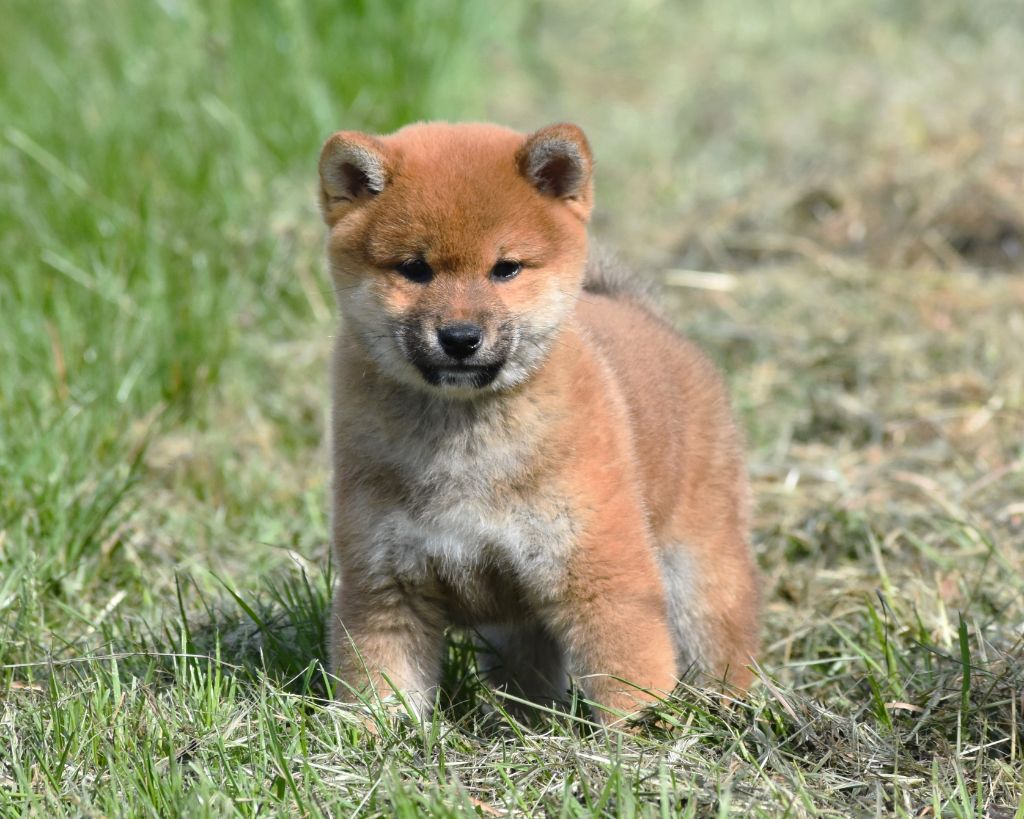 De La Folle Emprise - Chiots disponibles - Shiba