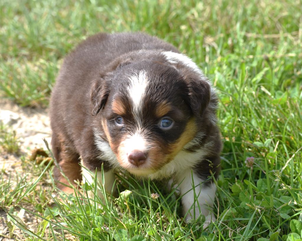 De La Folle Emprise - Chiots disponibles - Berger Américain Miniature 