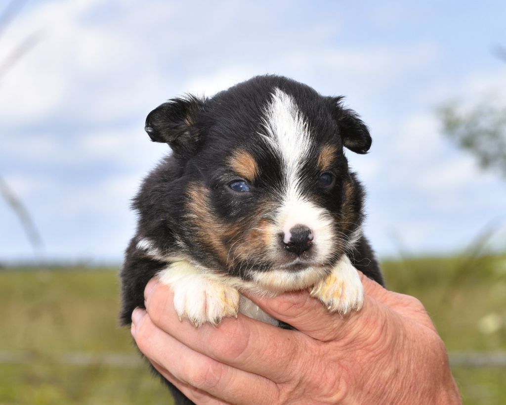 De La Folle Emprise - Chiots disponibles - Berger Américain Miniature 