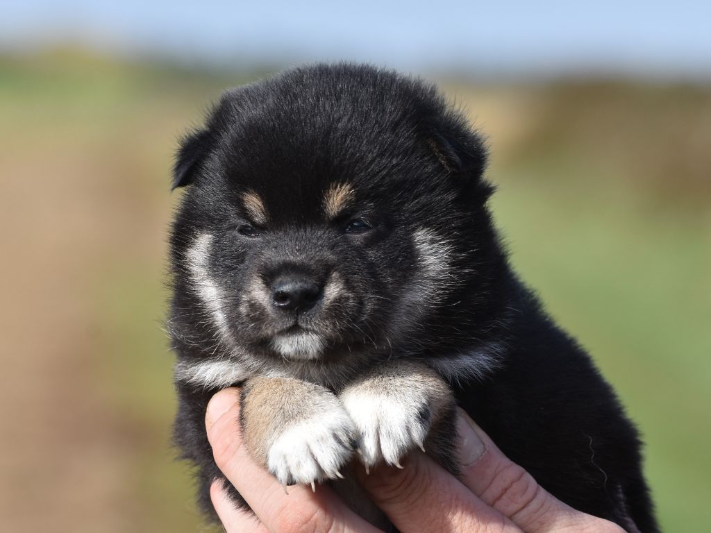 De La Folle Emprise - Chiots disponibles - Shiba