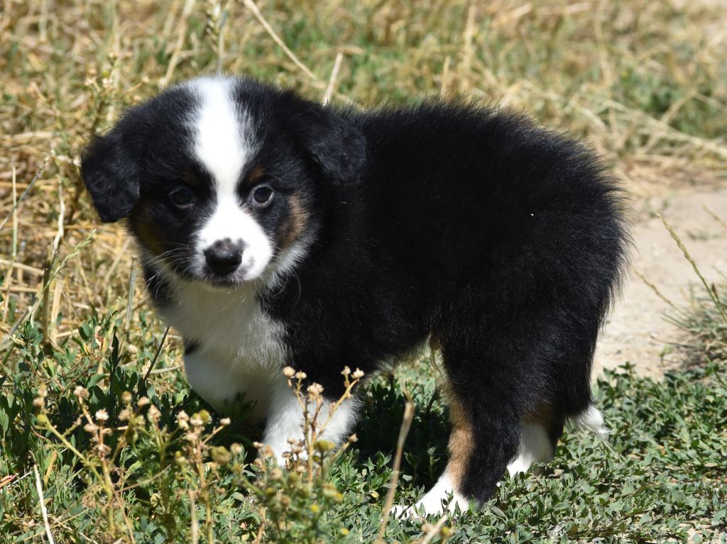 De La Folle Emprise - Chiots disponibles - Berger Américain Miniature 