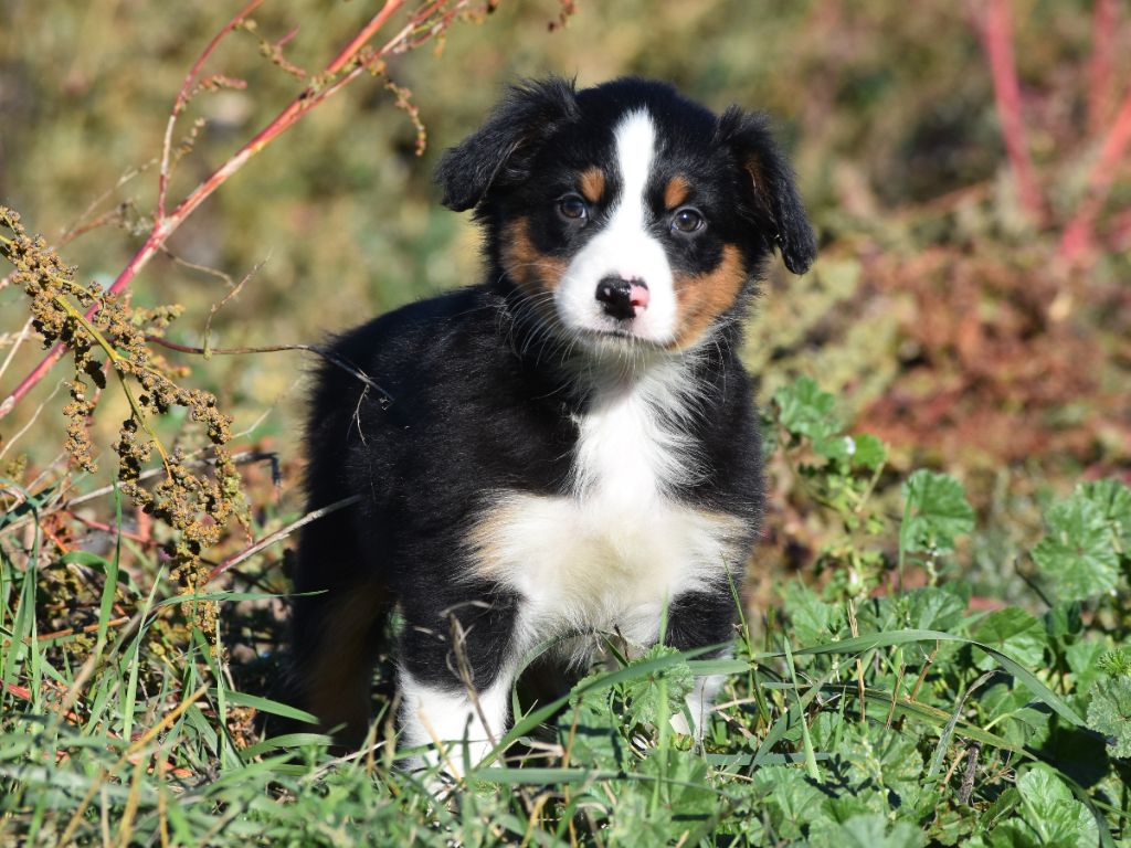 De La Folle Emprise - Chiots disponibles - Berger Américain Miniature 