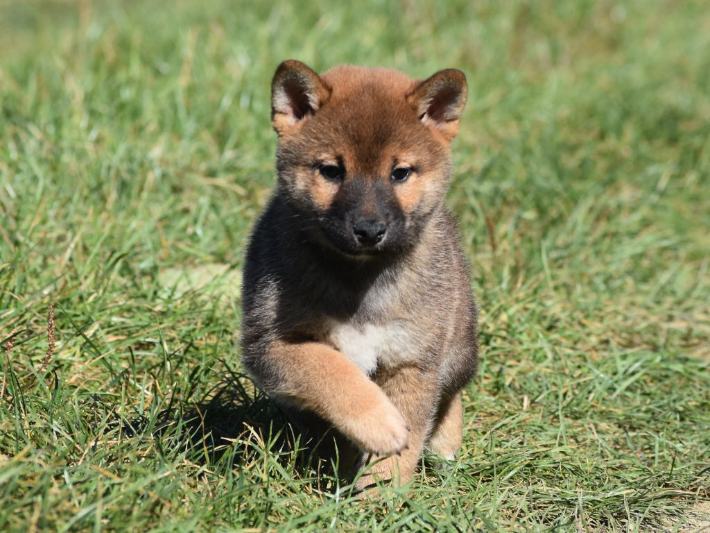De La Folle Emprise - Chiots disponibles - Shiba
