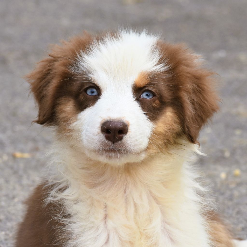 De La Folle Emprise - Chiots disponibles - Berger Australien