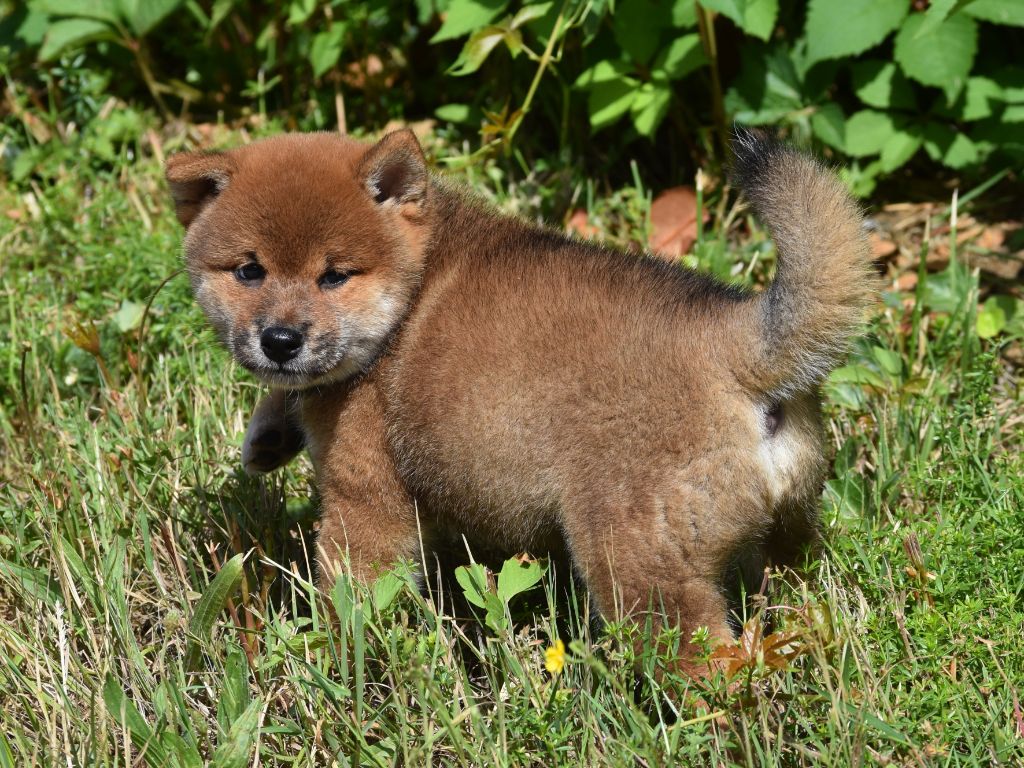 De La Folle Emprise - Chiots disponibles - Shiba