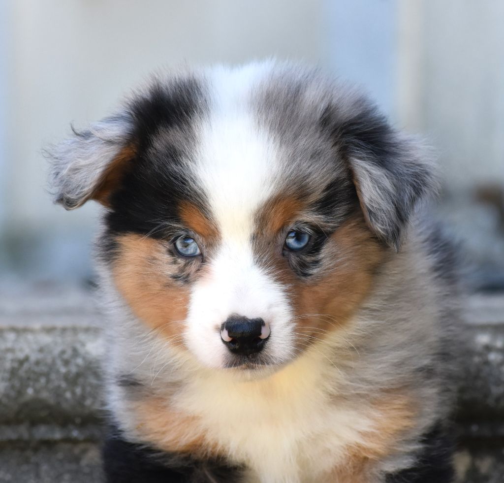 De La Folle Emprise - Chiots disponibles - Berger Américain Miniature 