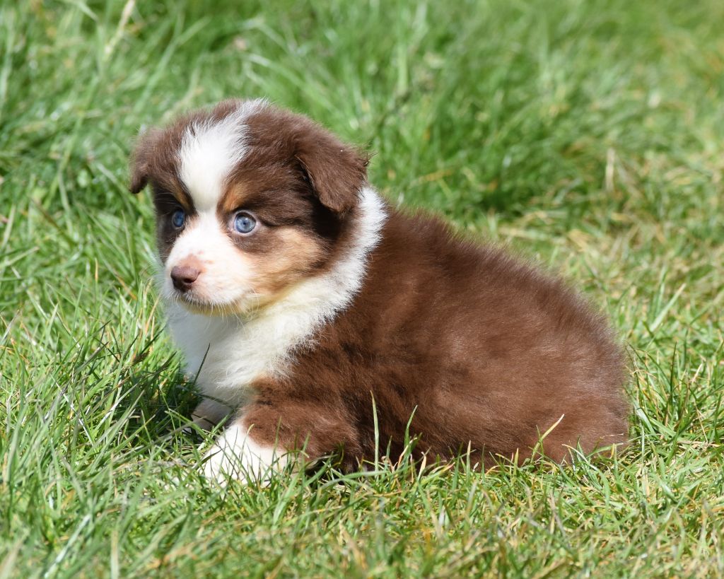 De La Folle Emprise - Chiots disponibles - Berger Américain Miniature 