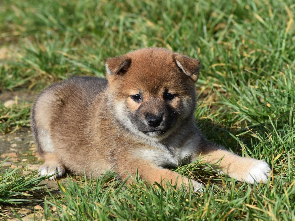 De La Folle Emprise - Chiots disponibles - Shiba