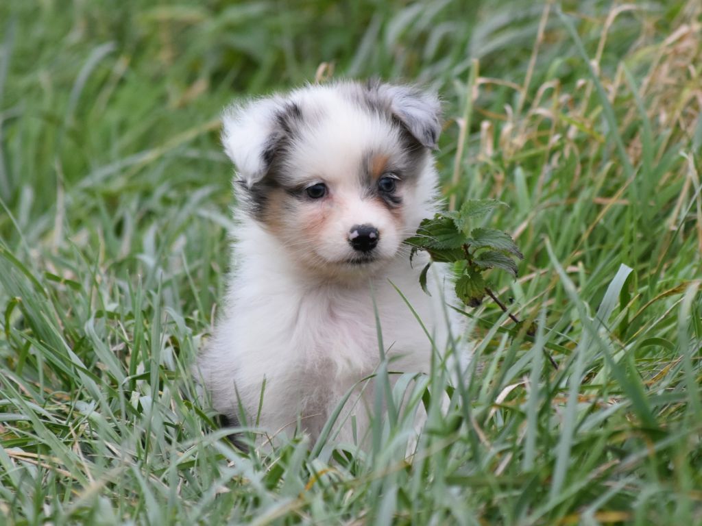 De La Folle Emprise - Chiots disponibles - Berger Australien