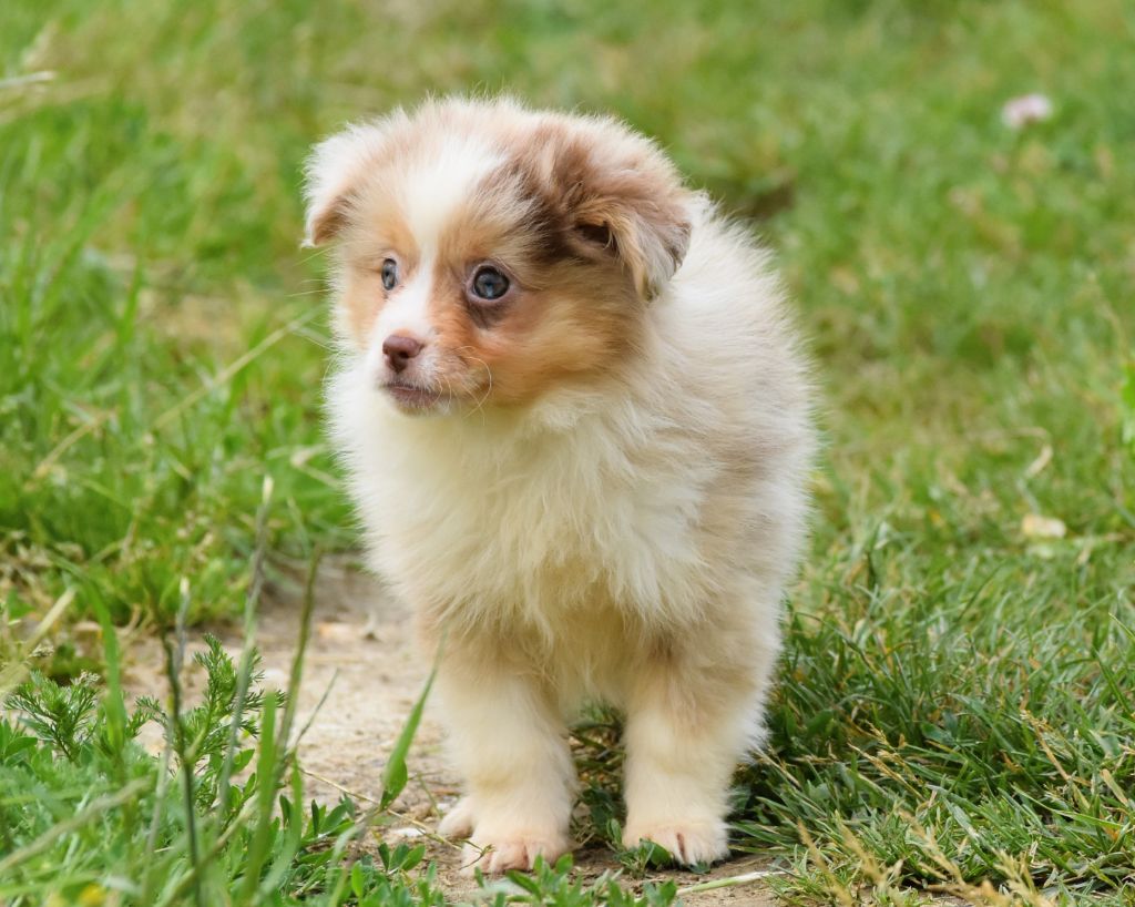De La Folle Emprise - Chiots disponibles - Berger Américain Miniature 