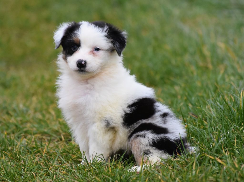 De La Folle Emprise - Chiots disponibles - Berger Australien