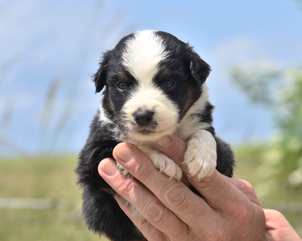 De La Folle Emprise - Chiots disponibles - Berger Américain Miniature 