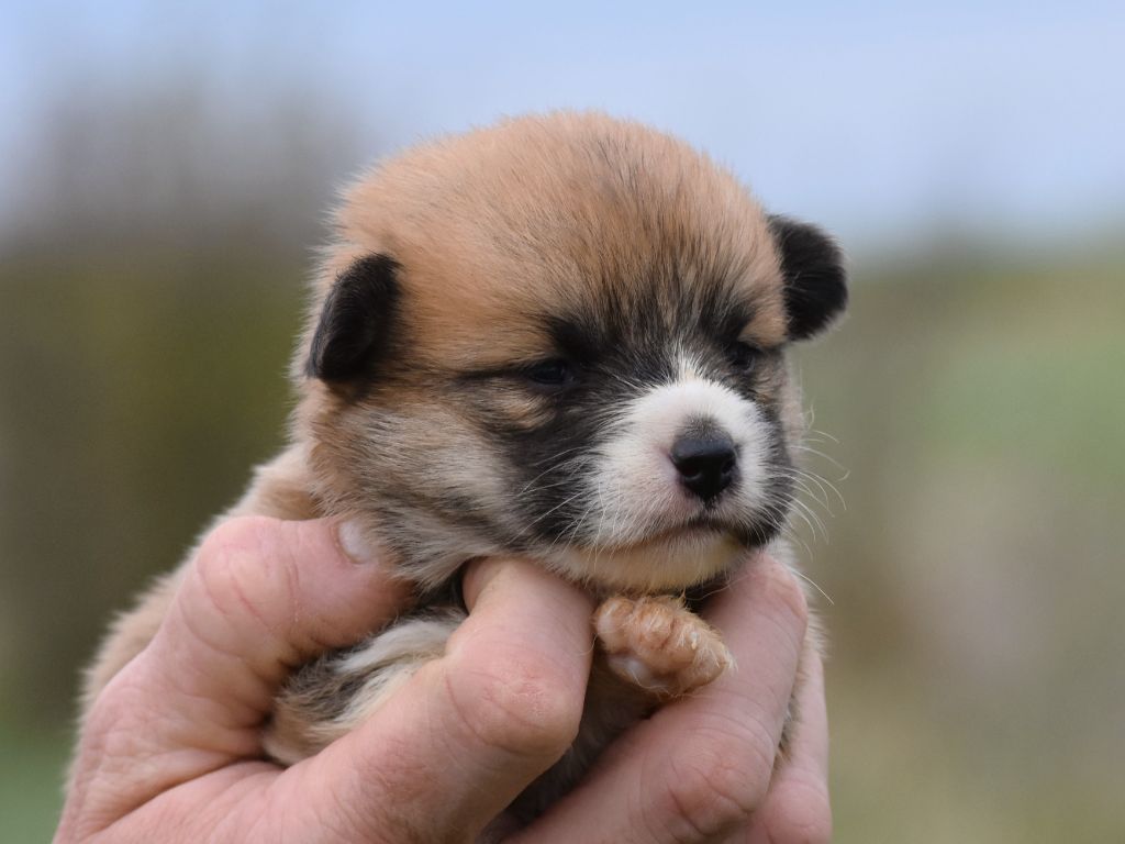 De La Folle Emprise - Chiots disponibles - Welsh Corgi Pembroke