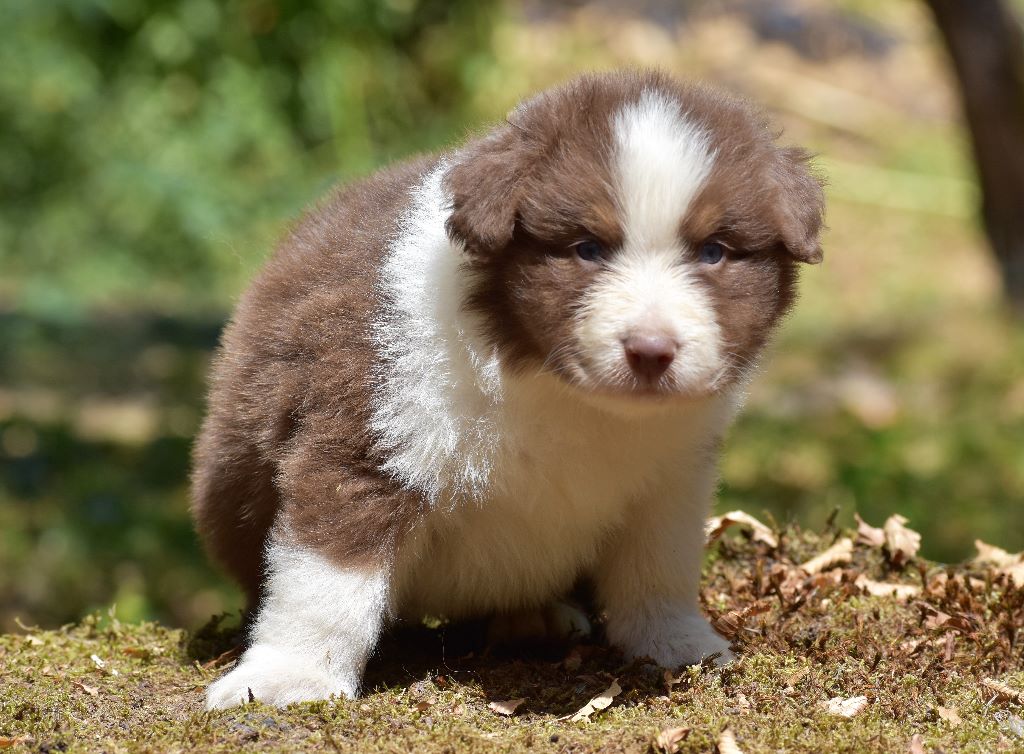 De La Folle Emprise - Berger Australien - Portée née le 03/07/2020