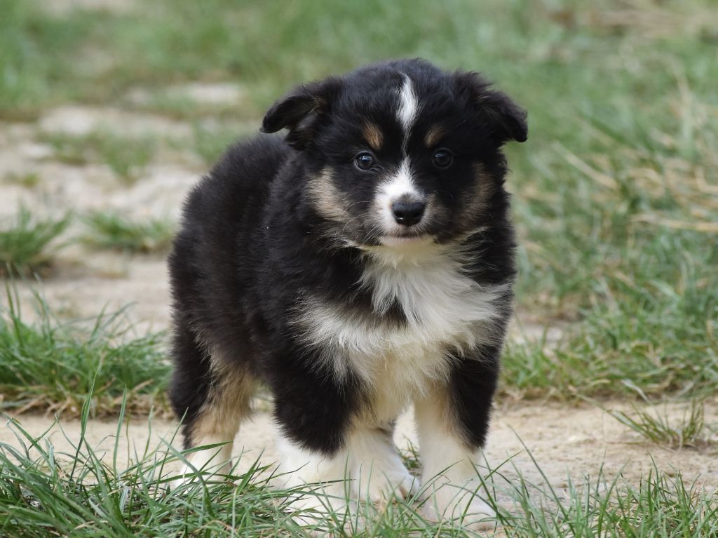 De La Folle Emprise - Chiots disponibles - Berger Américain Miniature 