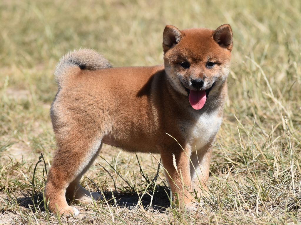 De La Folle Emprise - Chiots disponibles - Shiba