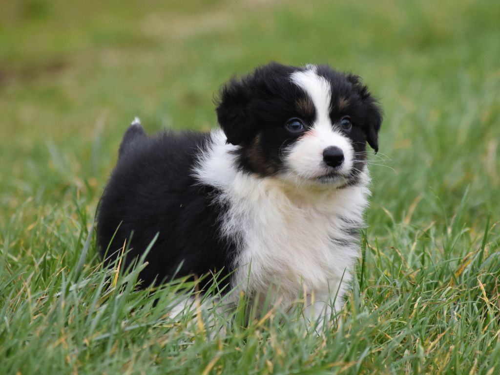 De La Folle Emprise - Chiots disponibles - Berger Australien