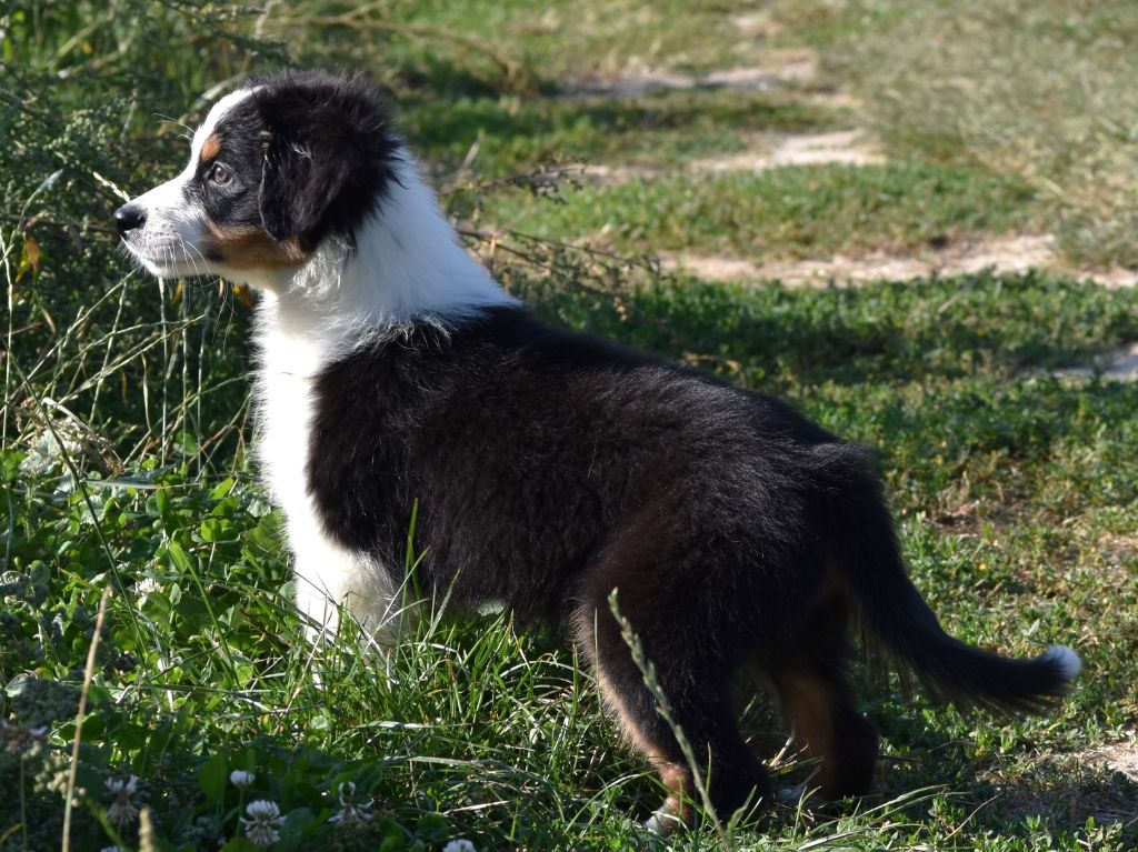De La Folle Emprise - Chiots disponibles - Berger Australien