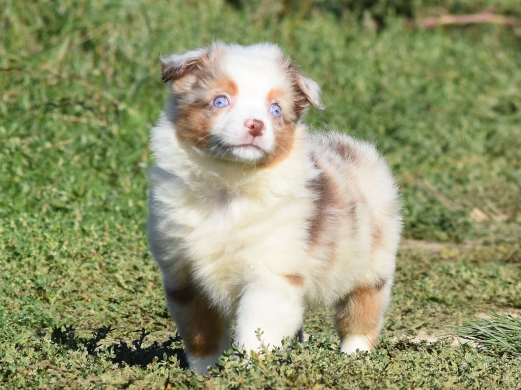 De La Folle Emprise - Chiots disponibles - Berger Américain Miniature 