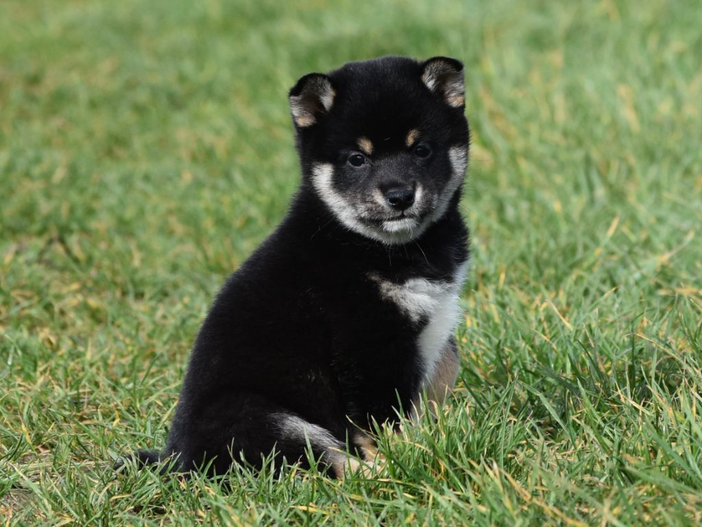 De La Folle Emprise - Chiots disponibles - Shiba