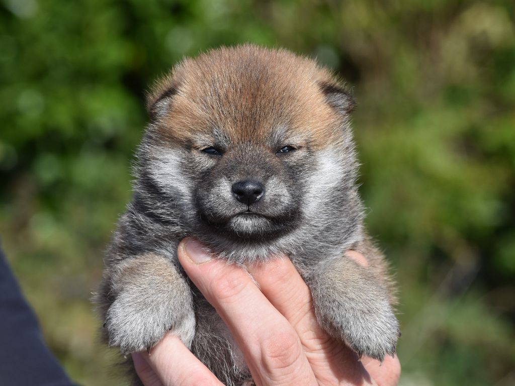 De La Folle Emprise - Chiots disponibles - Shiba