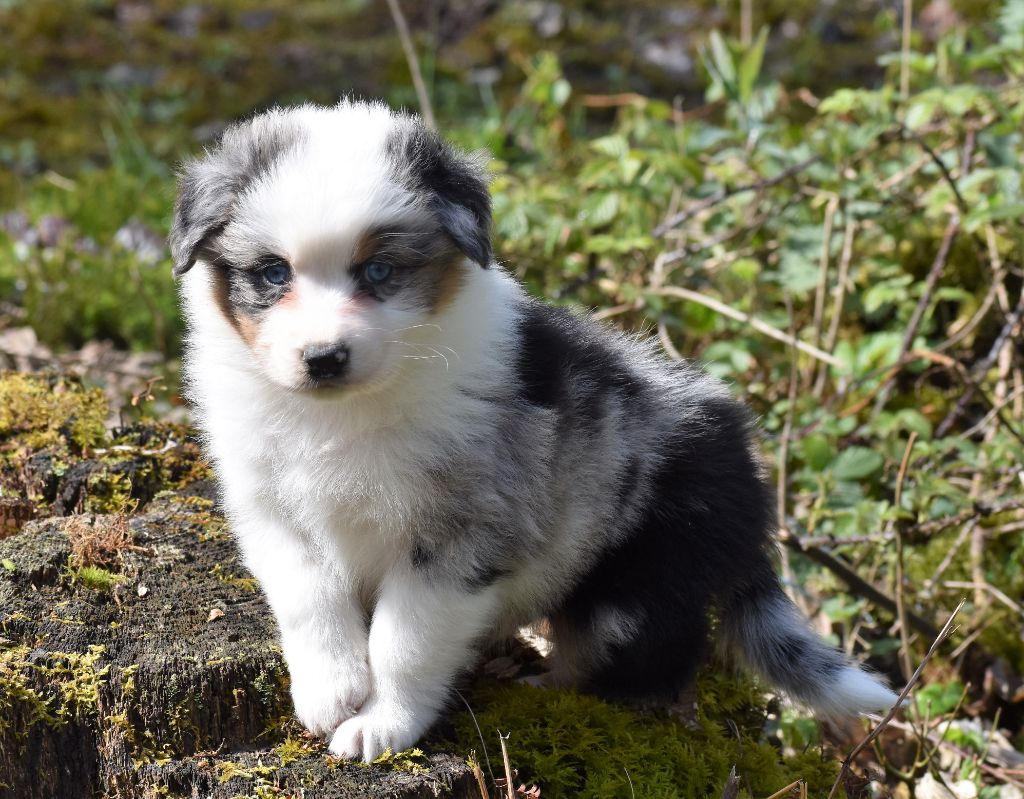 De La Folle Emprise - Berger Australien - Portée née le 03/03/2022