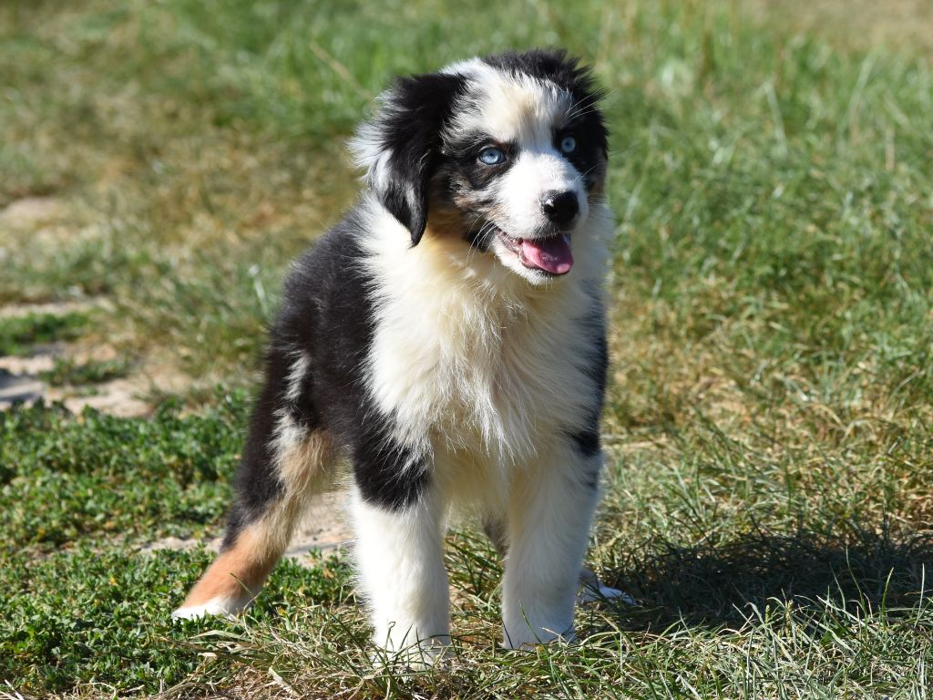 De La Folle Emprise - Chiots disponibles - Berger Australien