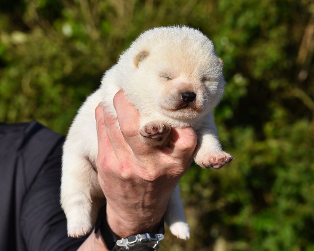 De La Folle Emprise - Chiots disponibles - Shiba