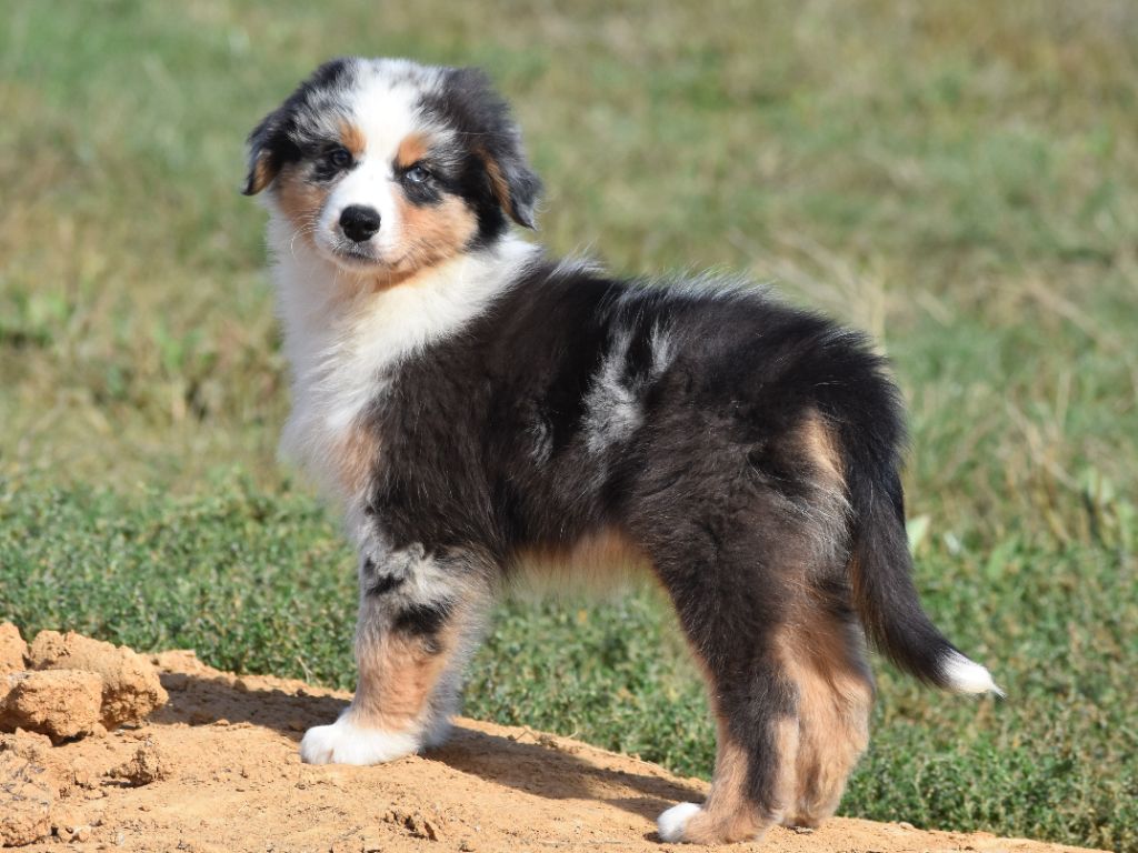 De La Folle Emprise - Chiots disponibles - Berger Australien