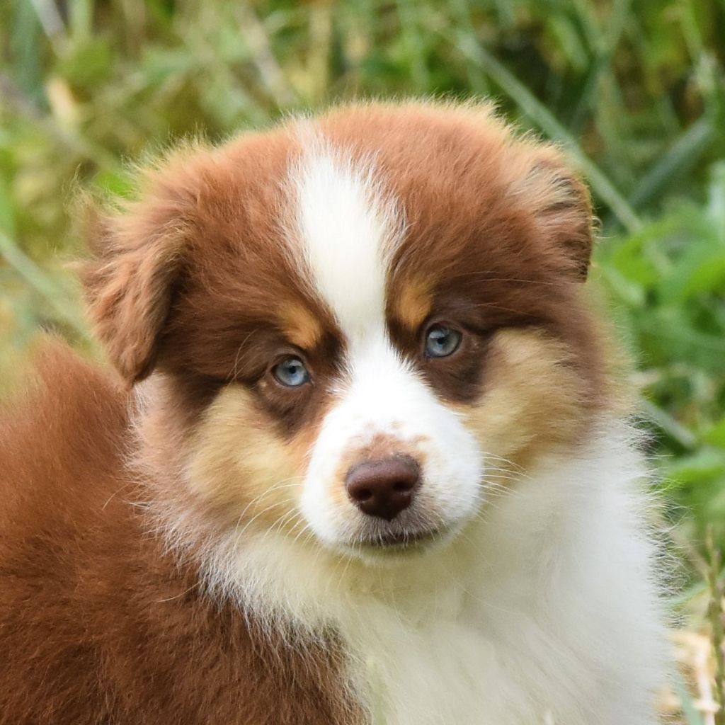 De La Folle Emprise - Chiots disponibles - Berger Américain Miniature 