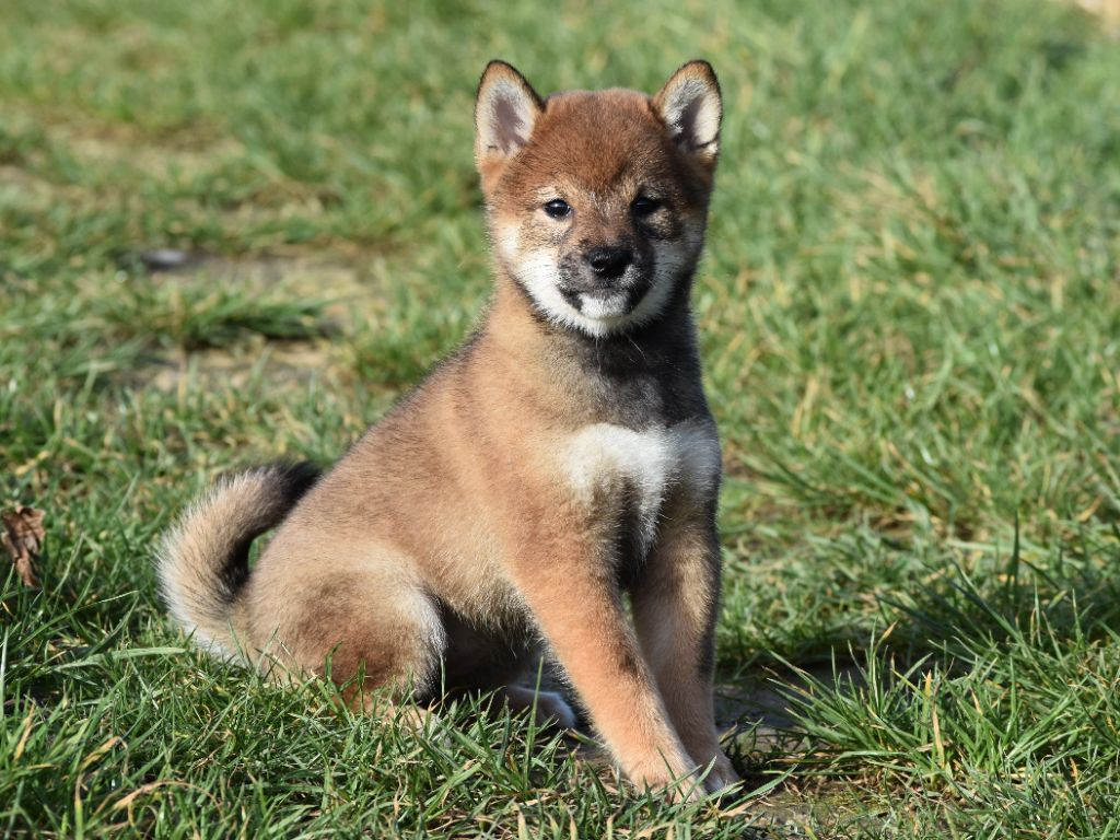 De La Folle Emprise - Chiots disponibles - Shiba