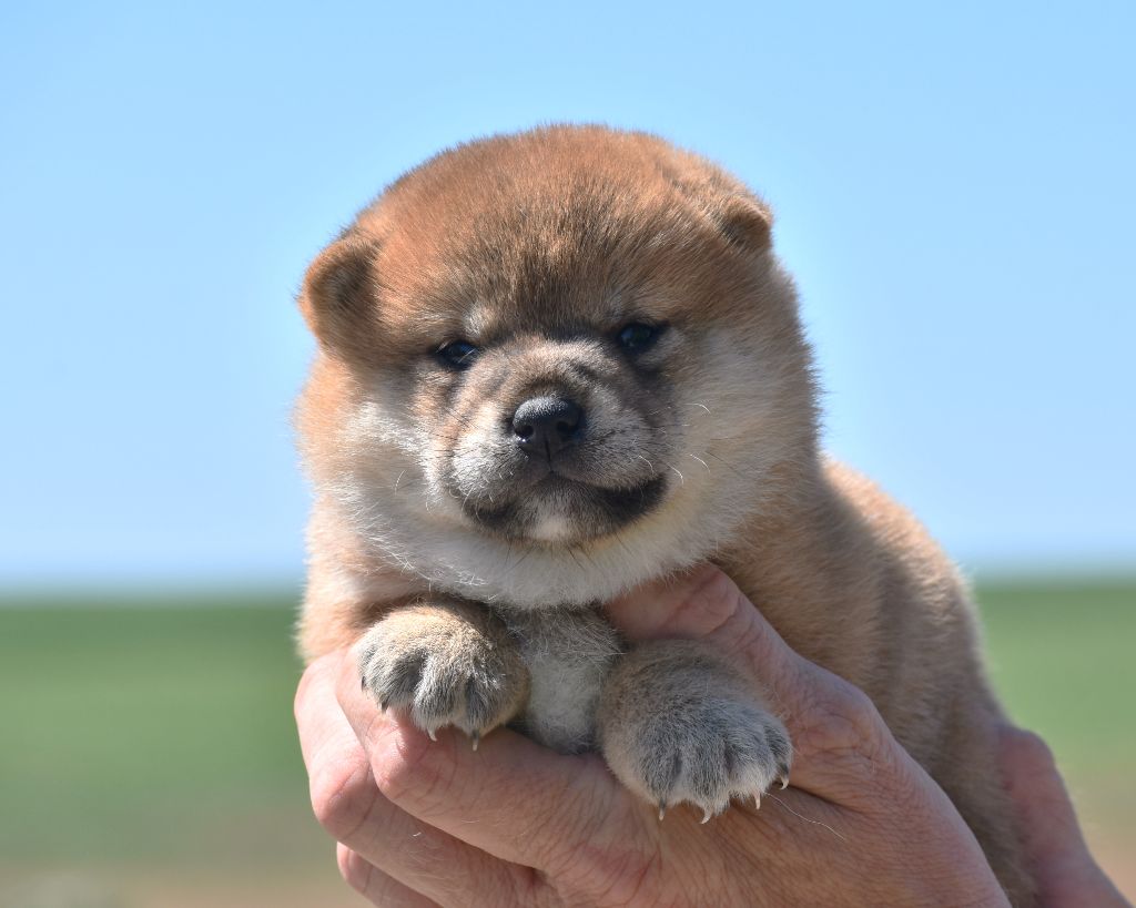 De La Folle Emprise - Chiots disponibles - Shiba