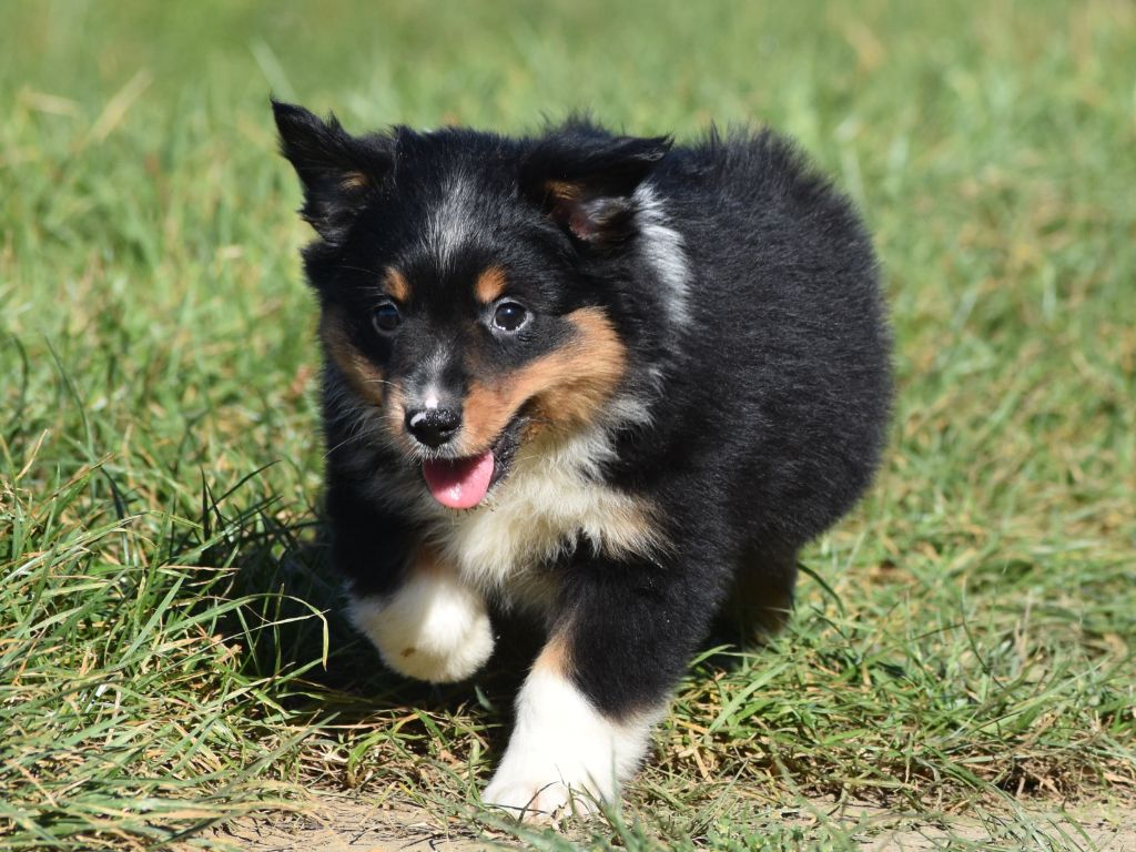 De La Folle Emprise - Chiots disponibles - Berger Américain Miniature 