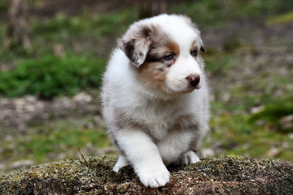 De La Folle Emprise - Berger Australien - Portée née le 09/02/2020