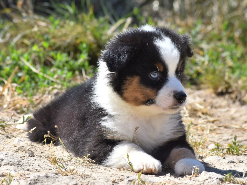De La Folle Emprise - Chiots disponibles - Berger Américain Miniature 