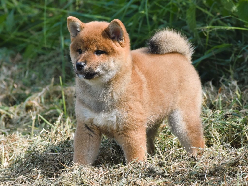 De La Folle Emprise - Chiots disponibles - Shiba