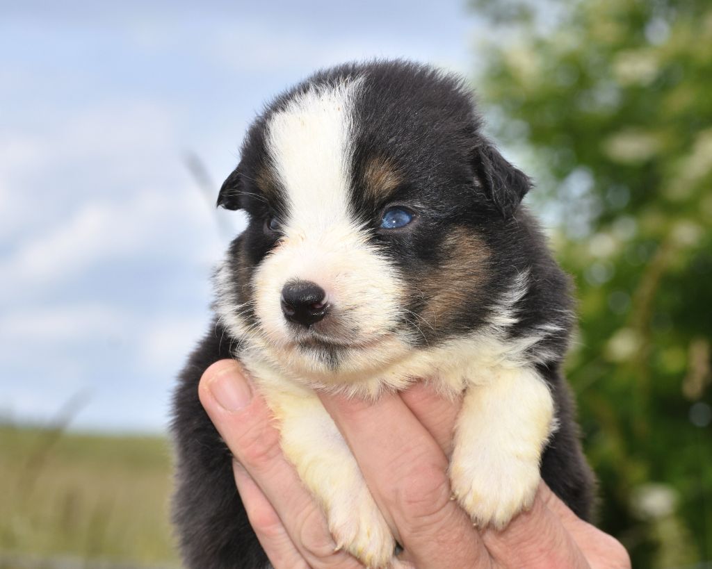 De La Folle Emprise - Chiots disponibles - Berger Américain Miniature 