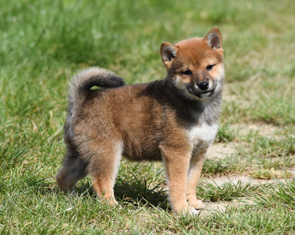De La Folle Emprise - Chiots disponibles - Shiba