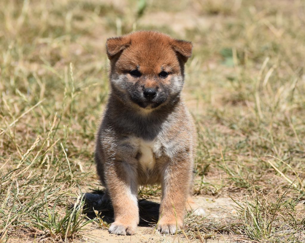 De La Folle Emprise - Chiots disponibles - Shiba