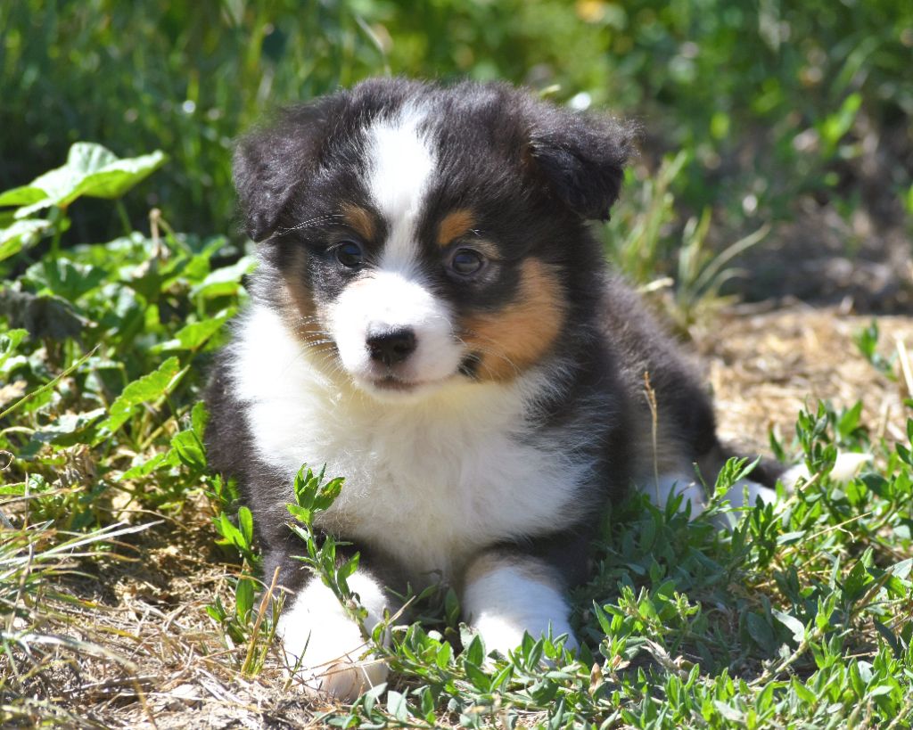 De La Folle Emprise - Chiots disponibles - Berger Américain Miniature 