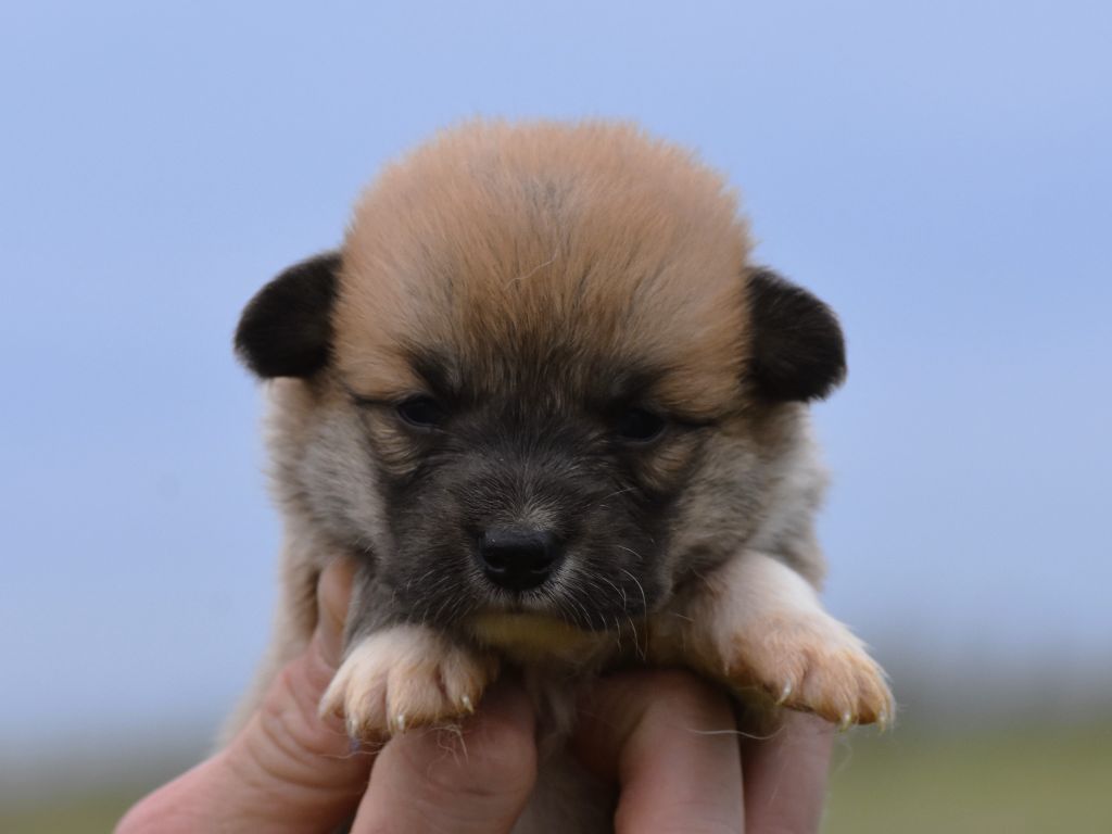 De La Folle Emprise - Chiots disponibles - Welsh Corgi Pembroke